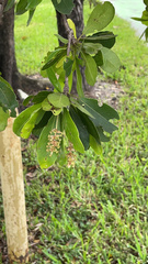 Terminalia buceras