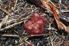 Drosera admirabilis