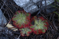 Drosera xerophila