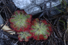 Drosera xerophila