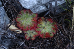 Drosera xerophila