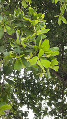 Terminalia buceras