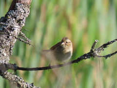 Cistothorus palustris