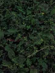 Medicago lupulina