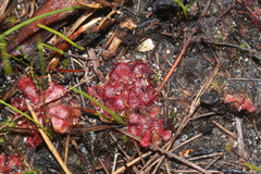 Drosera admirabilis