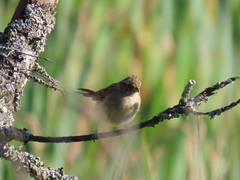 Cistothorus palustris
