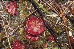 Drosera admirabilis