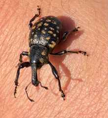 Liparus glabrirostris