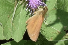Poanes viator