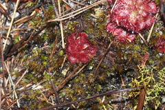 Drosera admirabilis