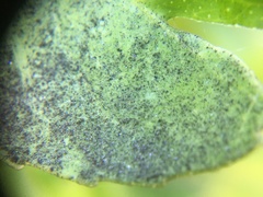 Aleurothrixus floccosus