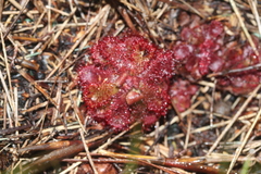 Drosera admirabilis