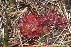Drosera admirabilis