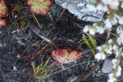 Drosera xerophila