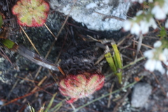 Drosera xerophila