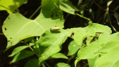 Bothrogonia ferruginea