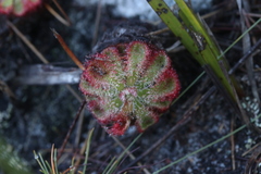 Drosera xerophila