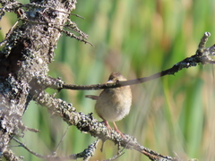 Cistothorus palustris
