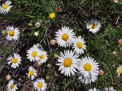 Aphanostephus riddellii