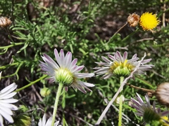 Aphanostephus riddellii