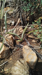 Eulophia tuberculata