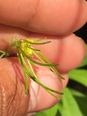 Descurainia sophioides