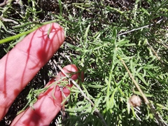 Aphanostephus riddellii