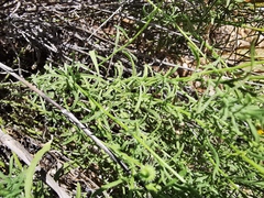 Aphanostephus riddellii