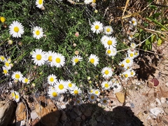 Aphanostephus riddellii