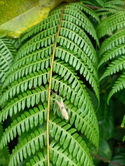 Homoeocerus angulatus