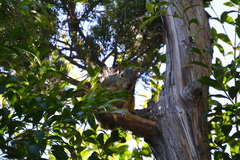 Sciurus niger