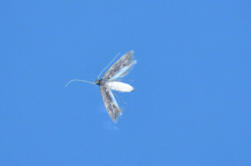 photo of Detritus Moth (Opogona omoscopa)