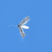 photo of Detritus Moth (Opogona omoscopa)