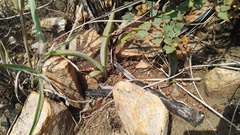 Eulophia tuberculata