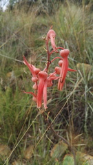 Aloe transvaalensis