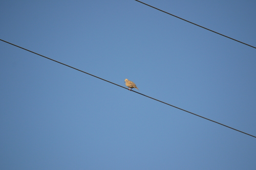 photo of Mourning Dove (Zenaida macroura)