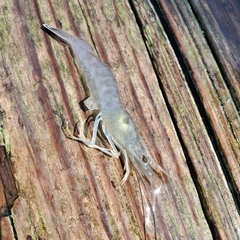 Penaeus