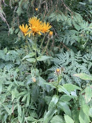 Crepis pyrenaica