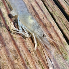 Penaeus