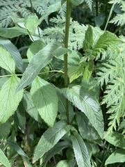 Crepis pyrenaica
