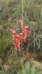 Aloe transvaalensis