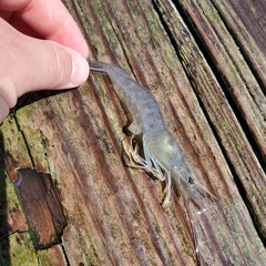 Penaeus
