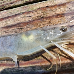 Penaeus