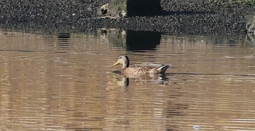 photo of Mallard (Anas platyrhynchos)