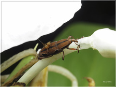 Sphenocorynes kosempoensis