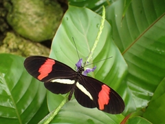 Heliconius erato