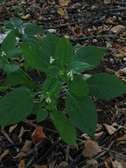 Impatiens parviflora