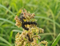 Aglais urticae
