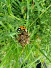 Coccinella septempunctata
