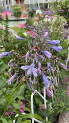 Agapanthus praecox